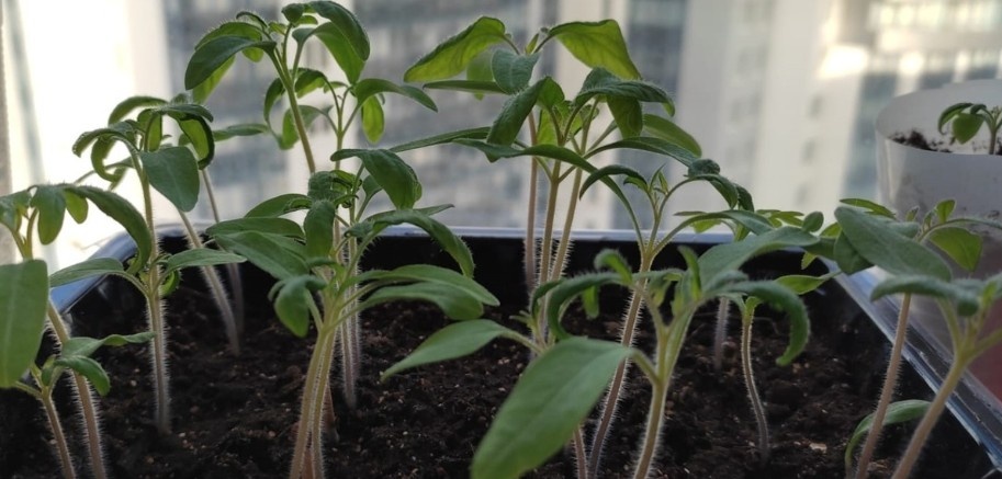 Всходы томатов