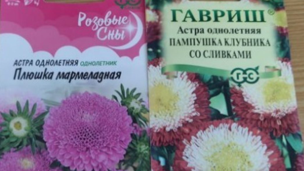 Астры Мармеладная Пампушка и Пампушка клубника со сливками.