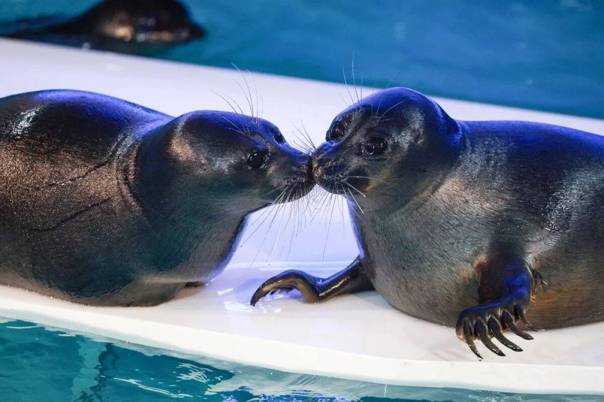    Весенний сезон по спасению ластоногих сирот начался в Петербурге