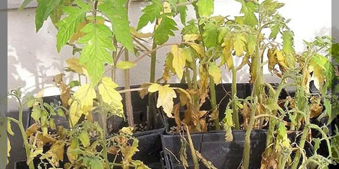 Почему рассада становится желтой и хилой: какие средства способны улучшить состояние больной и слабой рассады