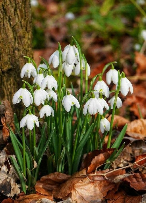 Подснежники. Источник фото Pinterest