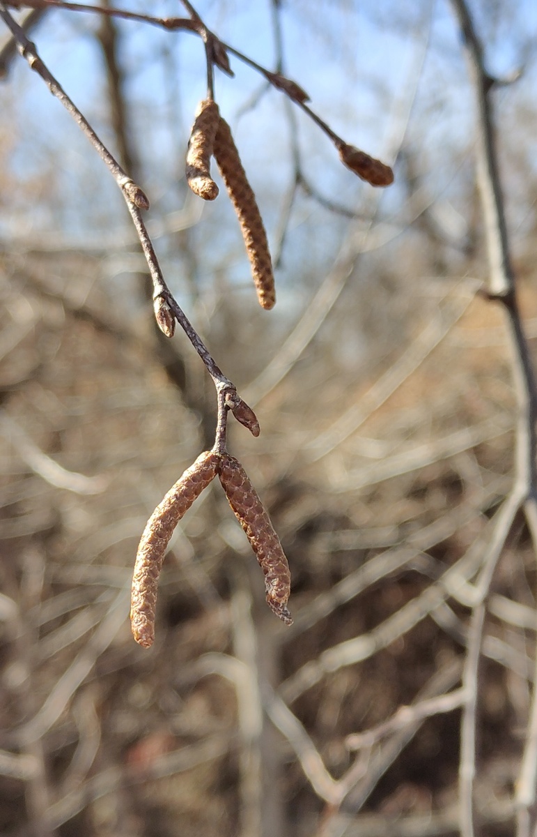 Берёза набивает почки и готовит серёжки