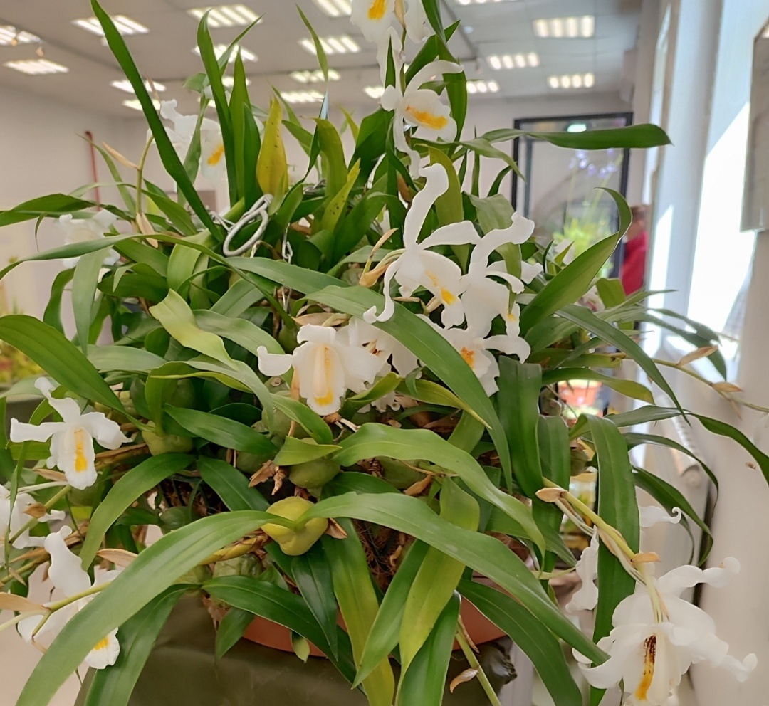 Целогина. Фото автора. 