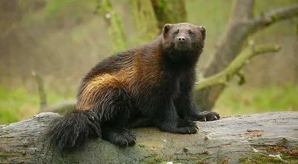 Его называют «демоном севера», «лесным оборотнем» и даже «тенью медведя». Это росомаха — один из самых загадочных и недооцененных хищников России.