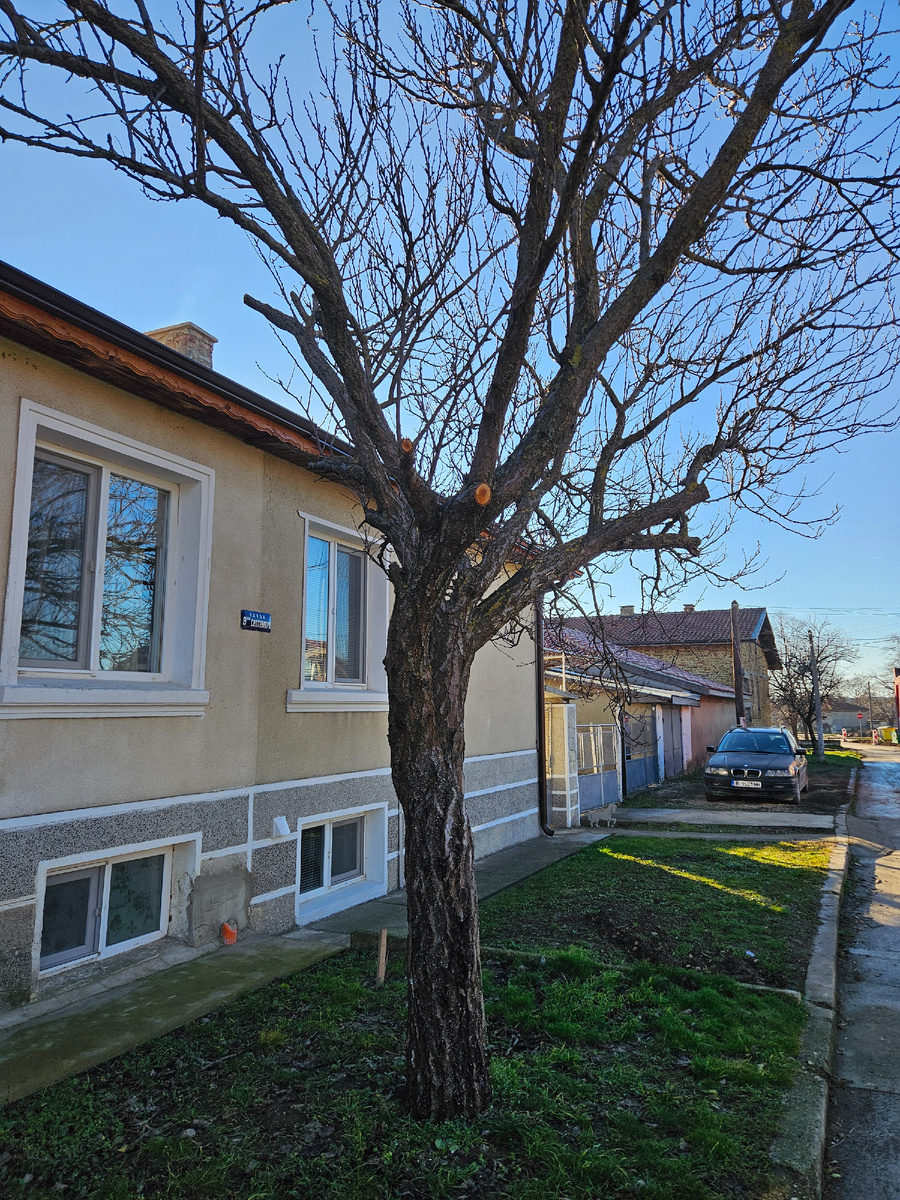 Наш старый абрикос