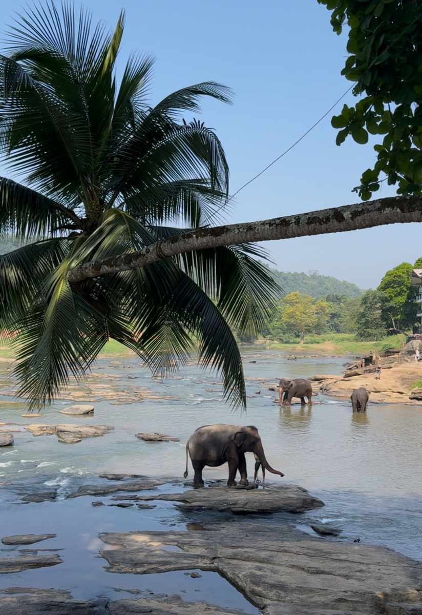Пиннавела (слоновий питомник)