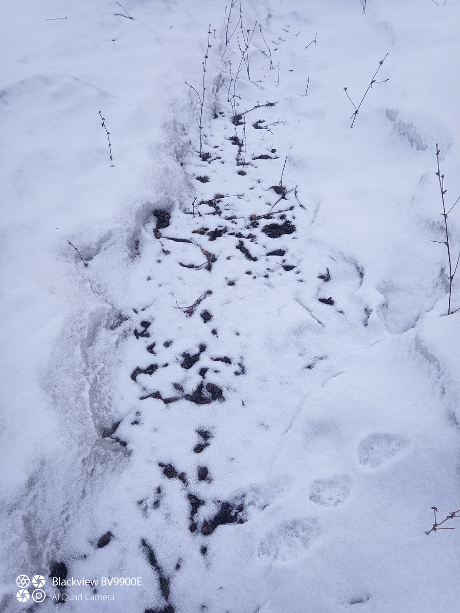 Дорога в теплицу