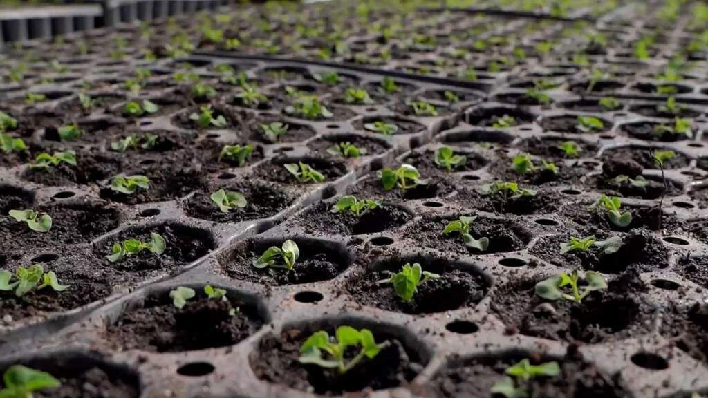    Фото Рины Горловой