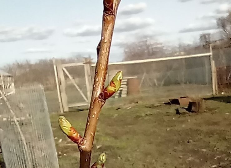 Рельсовая сталь