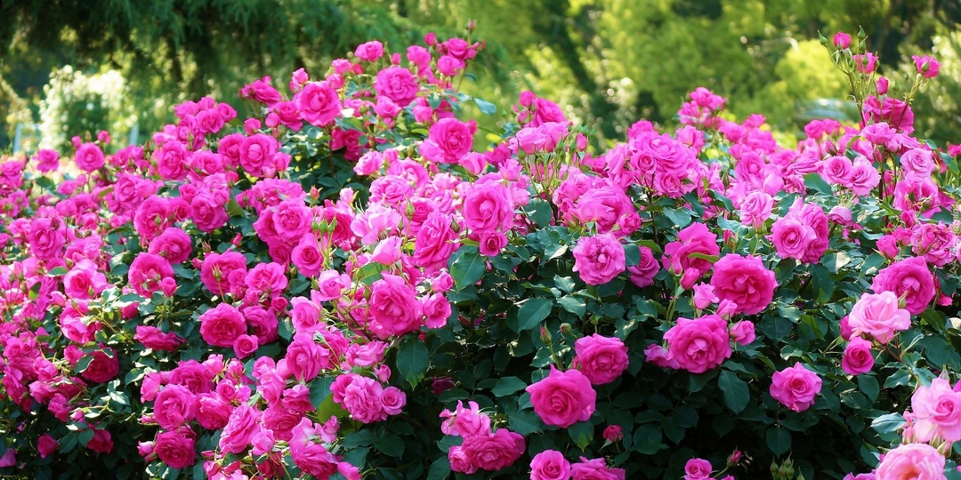 💖5 хитростей, которые увеличат число бутонов на ваших розах