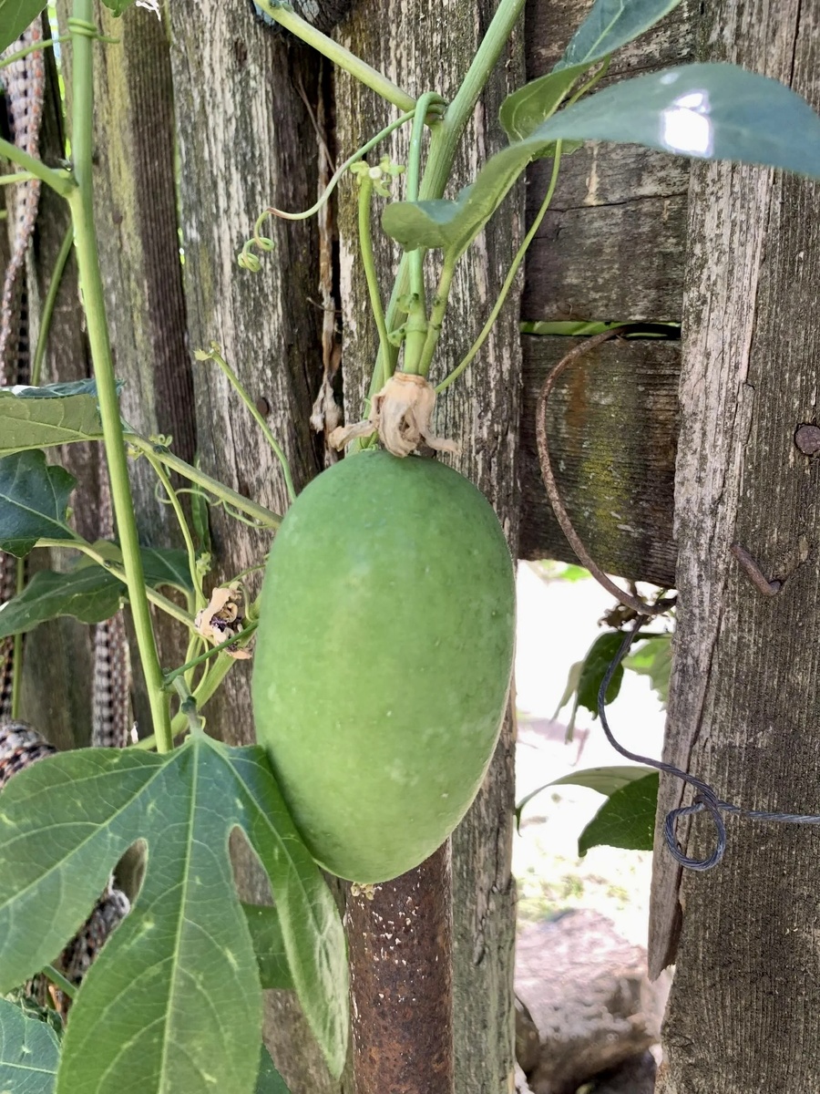 Вот так растёт пассифлора в огороде у Александра Старкова - жителя Крымского района Краснодарского края. 