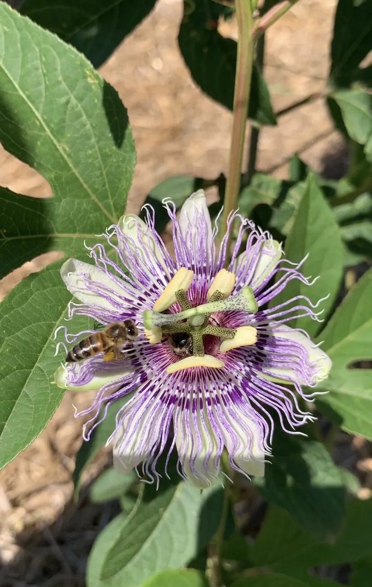 Цветки маракуйи северной крупные, красивые. Их аромат тонкий, приятный. А опыляют цветы маракуйи пчёлы. В Крымском районе Краснодарского края пассифлора чувствует себя прекрасно в открытом грунте.