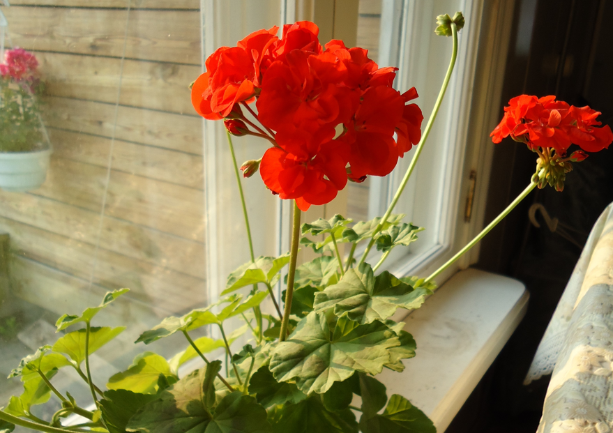 Фото автора_пеларгония зональная