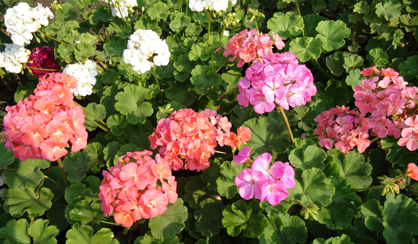 Фото автора_пеларгония зональная в теплице