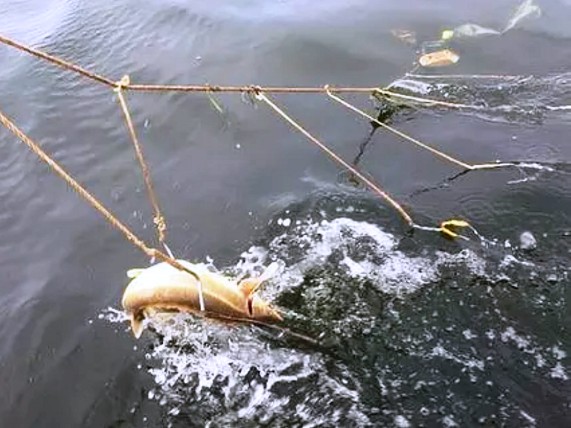 Крючковый самолов 