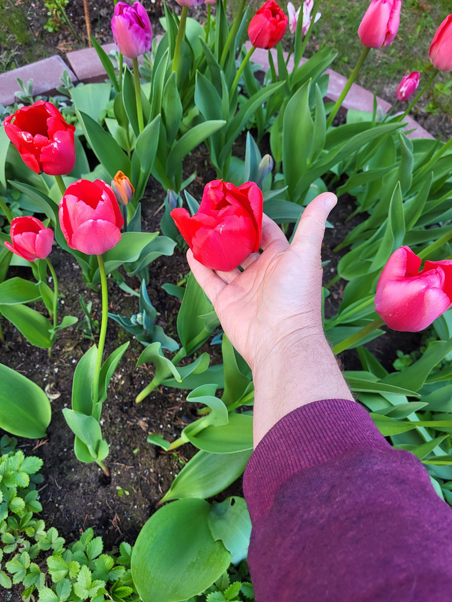 Фото прошлого года. Тюльпаны растут в клумбе и радуют почти 3 недели своим цветением.