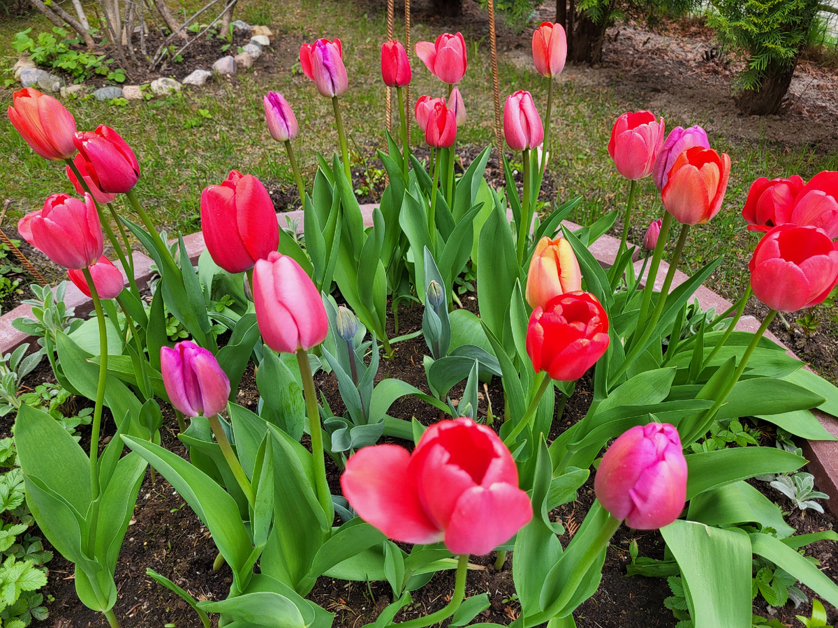 Тюльпаны, голландские сорта - привезла подруга, зная что я люблю цветы :)