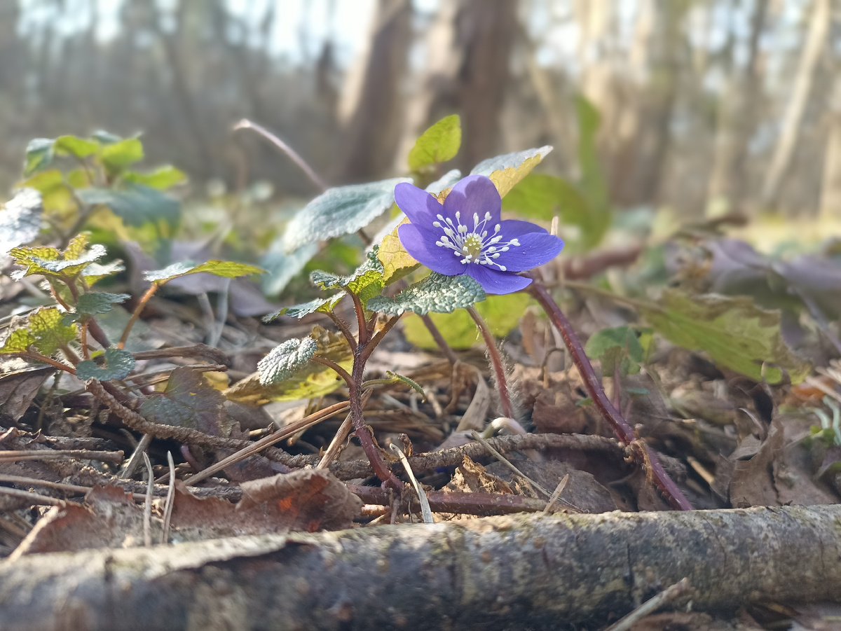 Весна в Смоленске