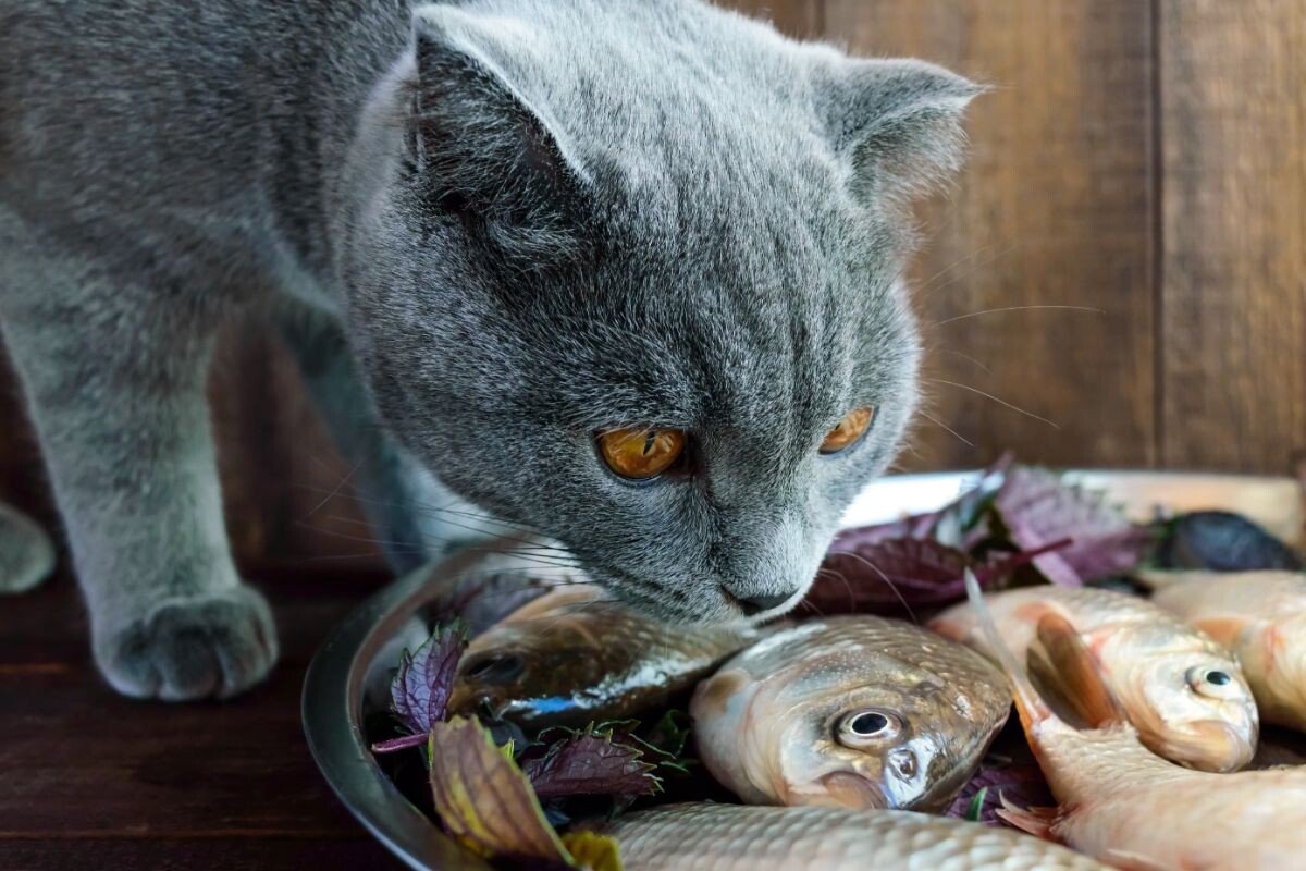 Кот нюхает рыбу 