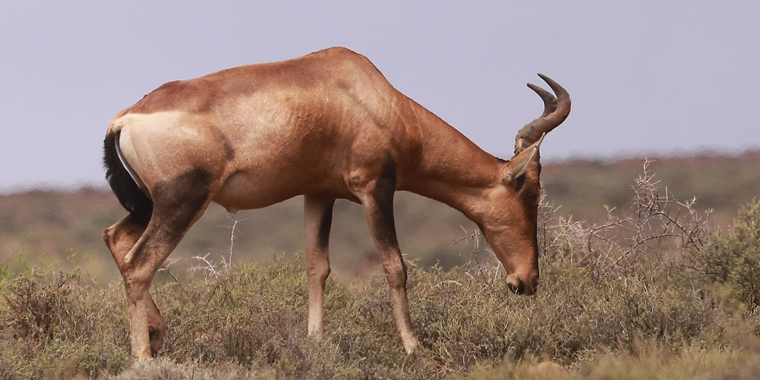 Топи (Damaliscus lunatus)