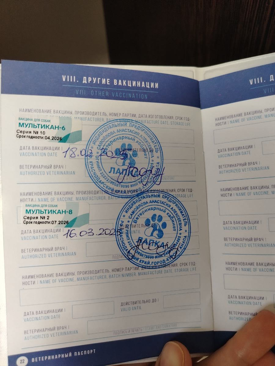 Начинать выгуливать щенка можно после завершения курса вакцинации 2,5–3 месяцев.