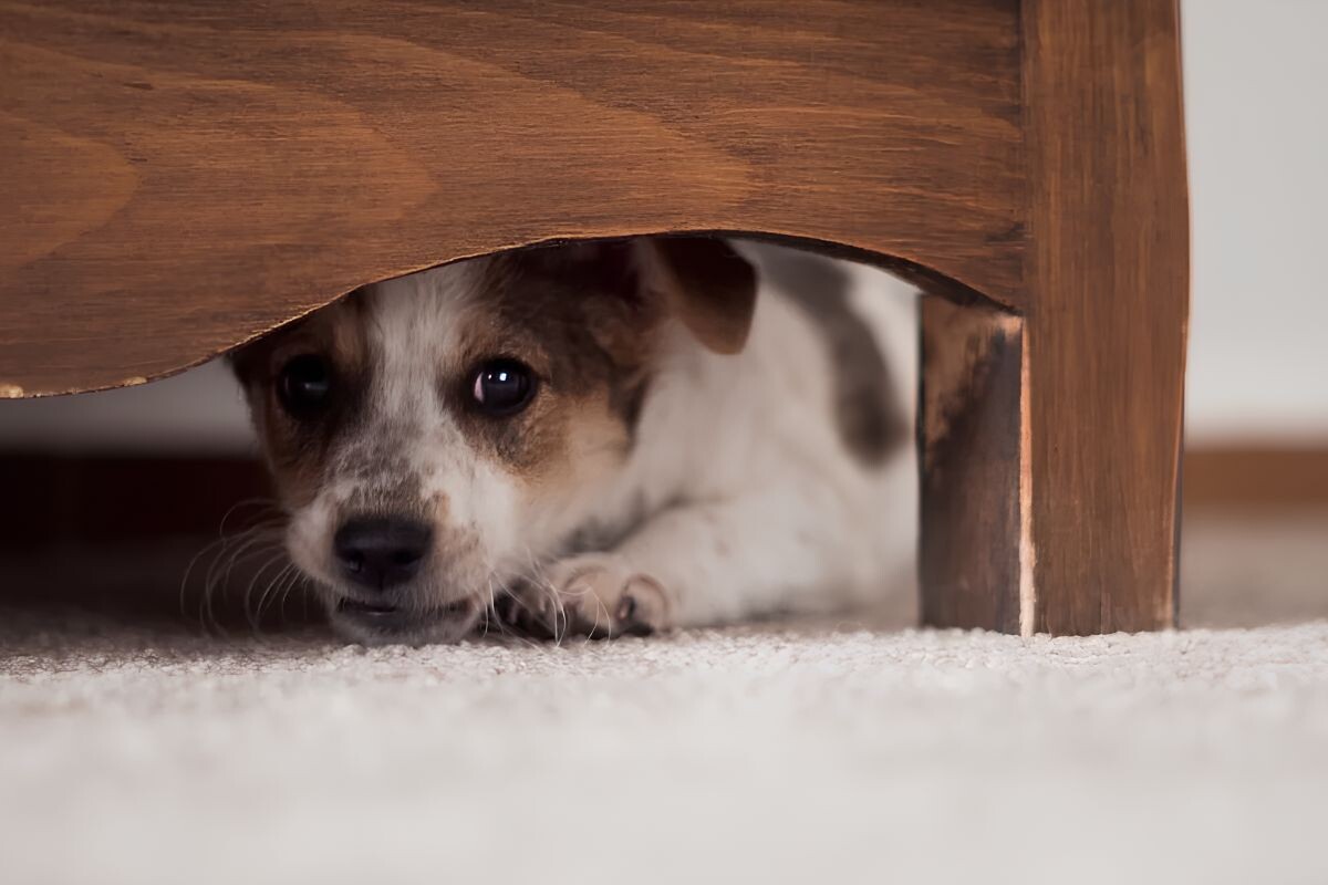 Пугливый щенок 