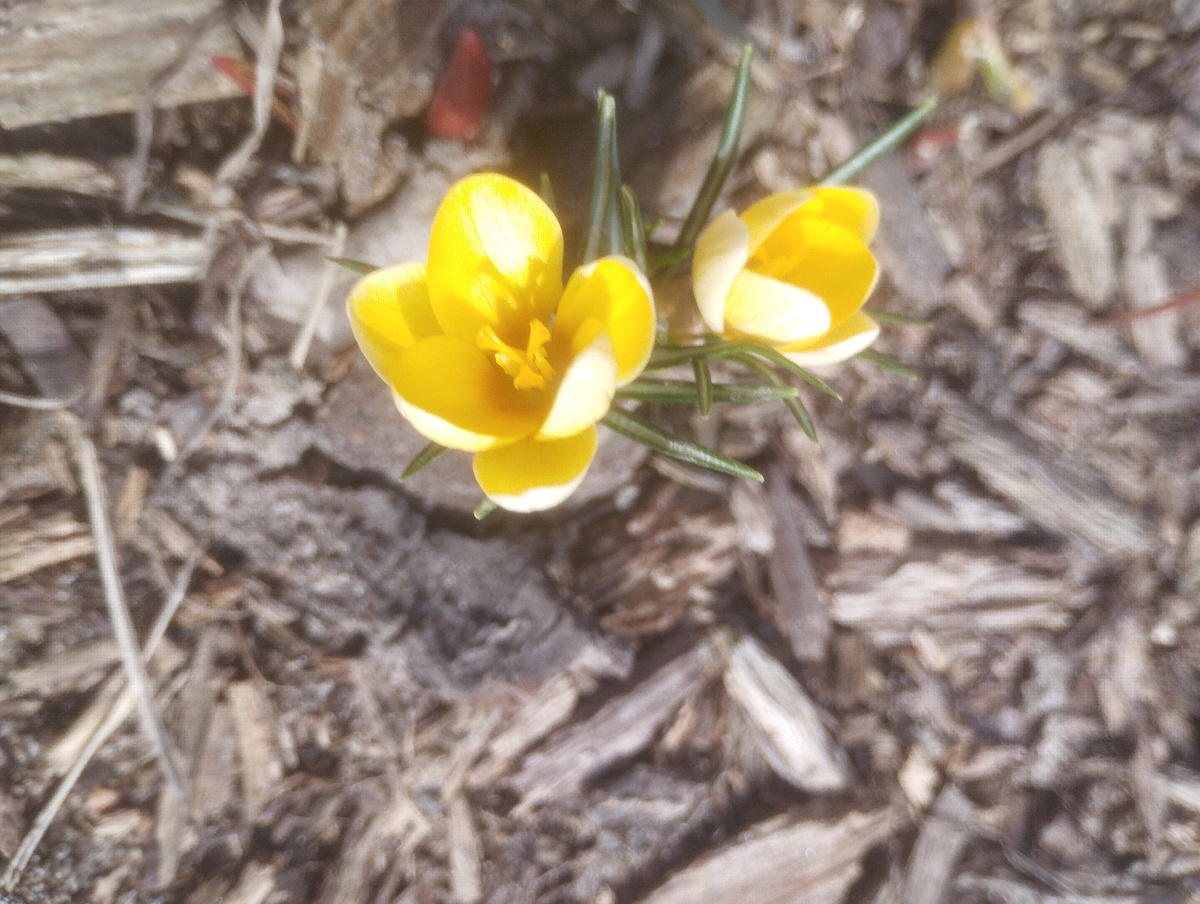 Жëлтенькие крокусы вам для весеннего настроения 😊.