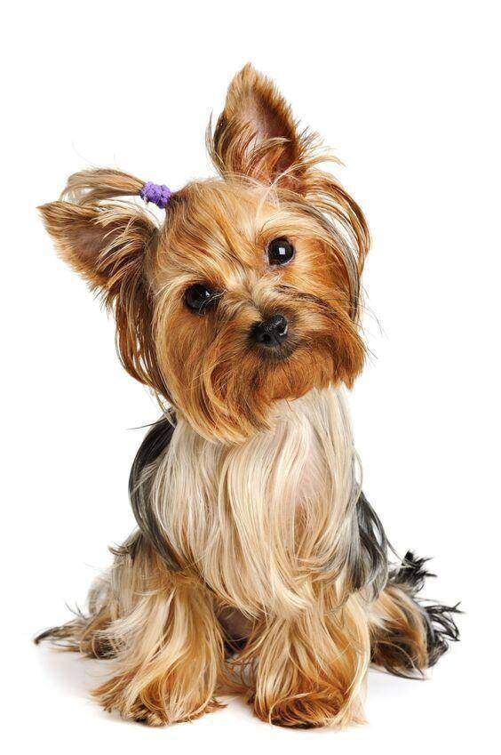 Фото из интернета.