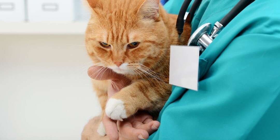 Ветеринары перечислили 5 важных условий для долгой и счастливой жизни кошек