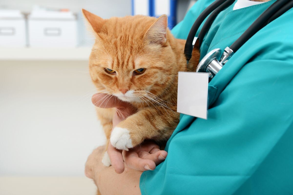 Ветеринар с рыжим котом 