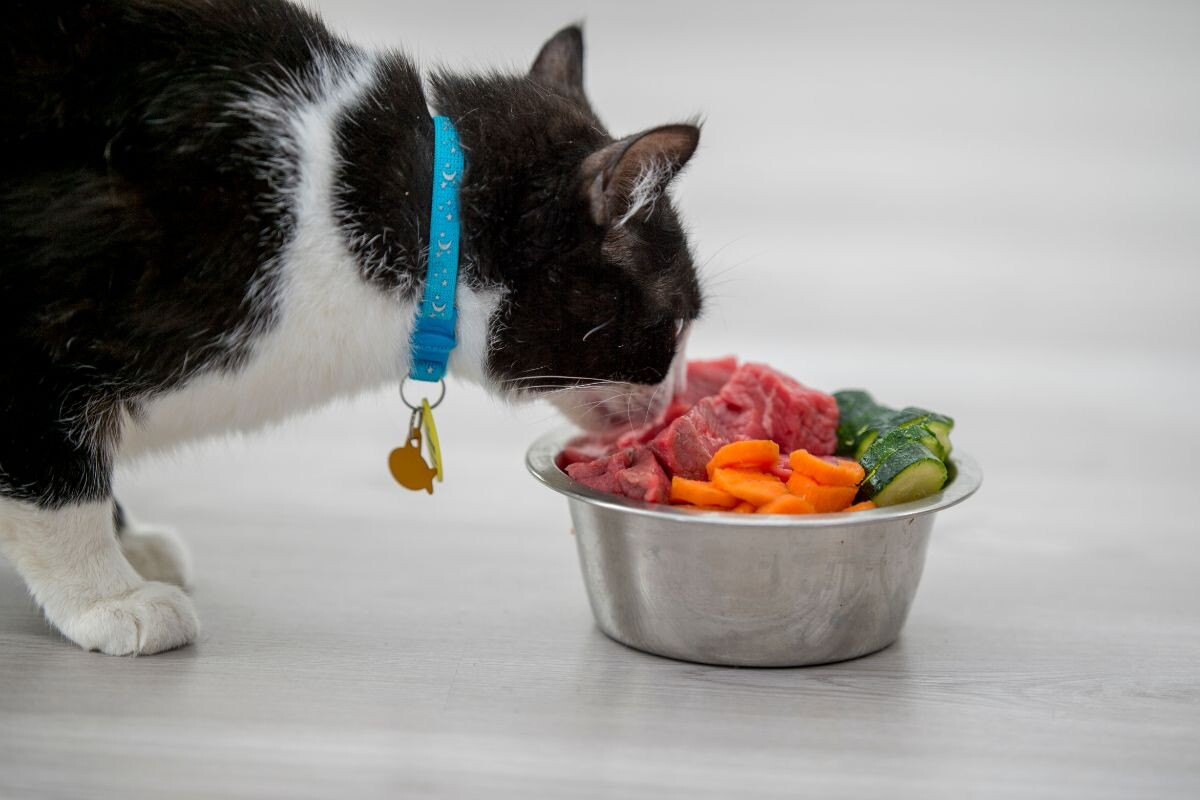 Кот нюхает миску с едой 