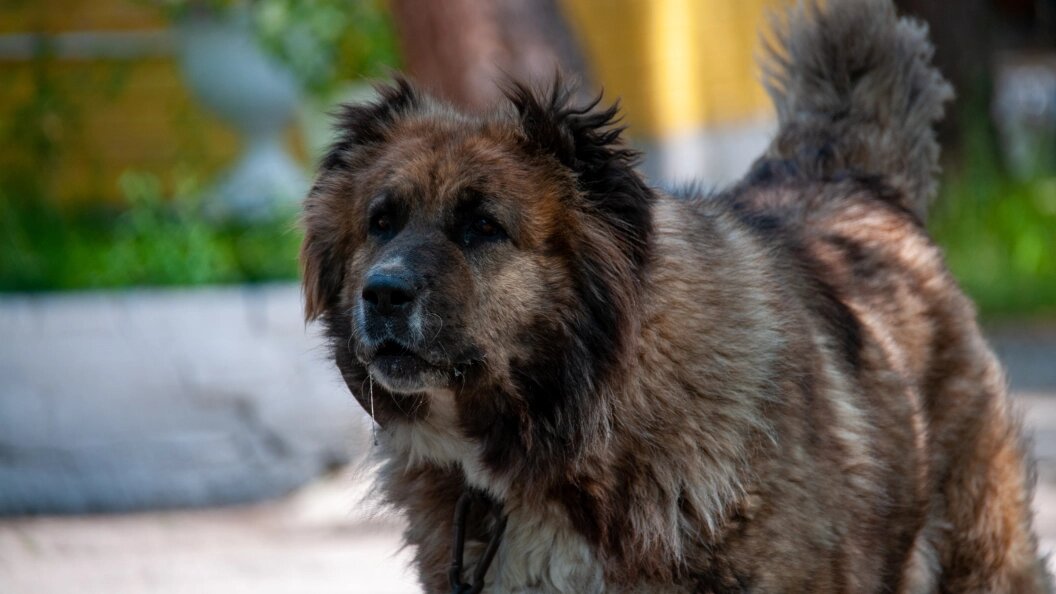    Фото: Svetlana Vozmilova/Globallookpress