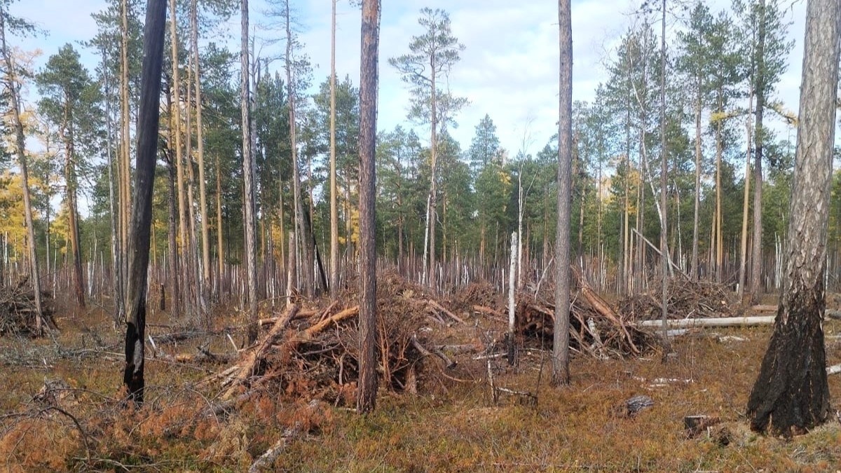    Лесничего Сургутского района осудили за самоуправство