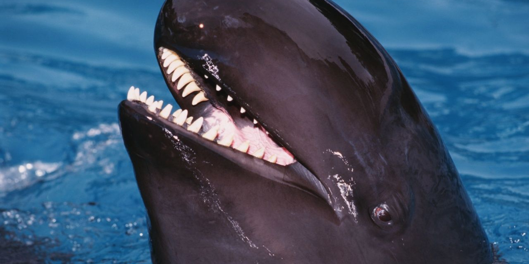 Есть косатки, которые вовсе не косатки