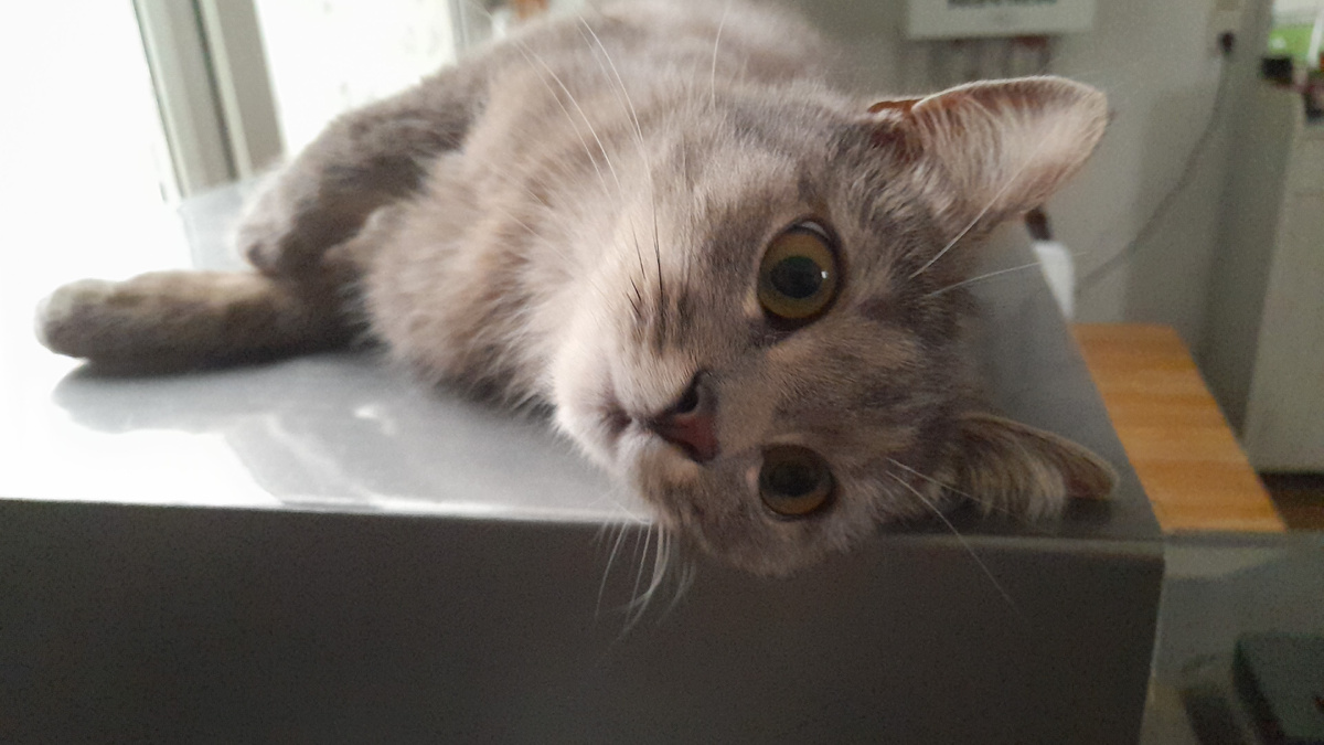 Это я в изображении Дашки. Похоже )))