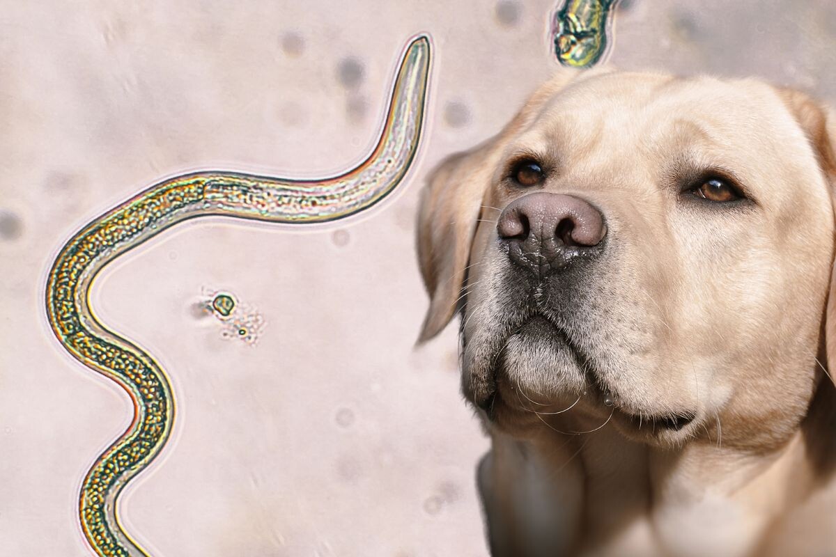 Токсокароз у собак