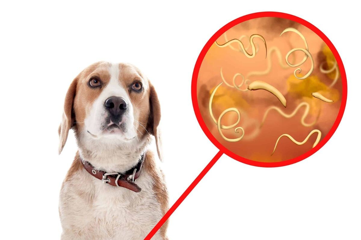 Токсокароз у собаки