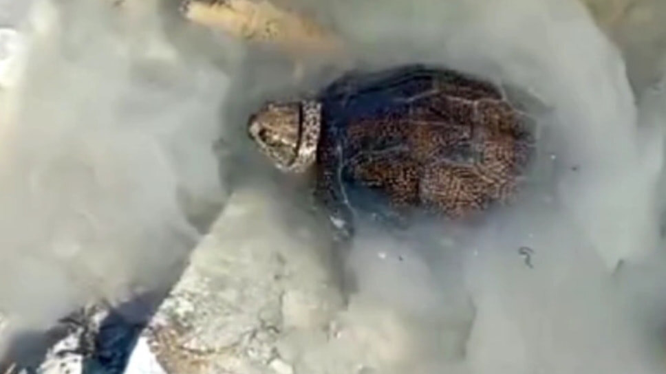 Фото: https: / t.me / yamenskov_aleksandr_ivanovich