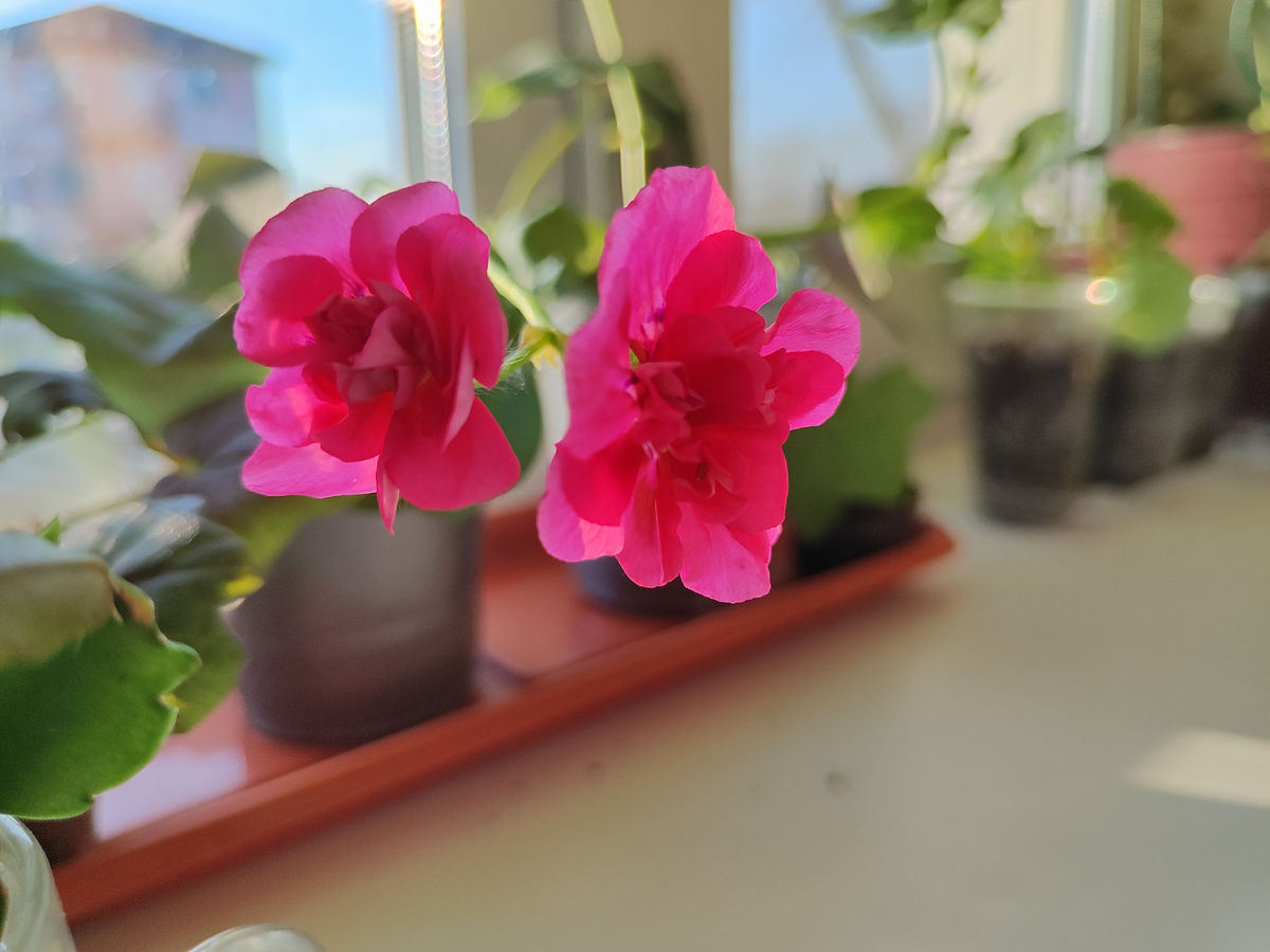 сегодня расцвел черенок Pink Chart