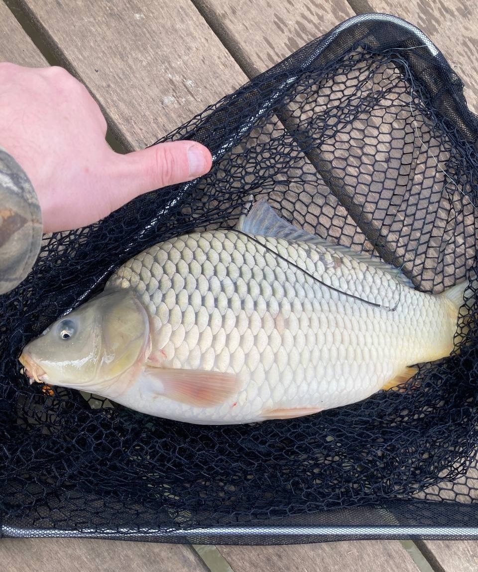 Карп. Фото автора, при использовании ссылка обязательна.