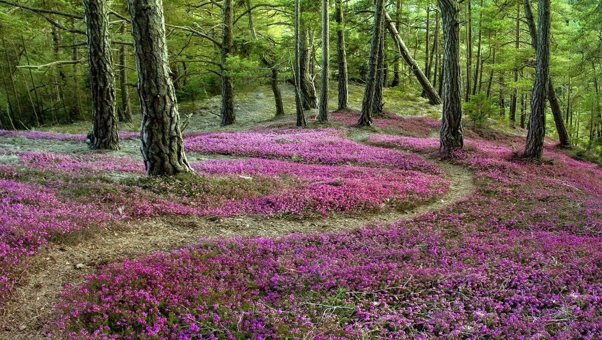 Вересковый лес – удивительная красота! (Фото: i.artfile.me).