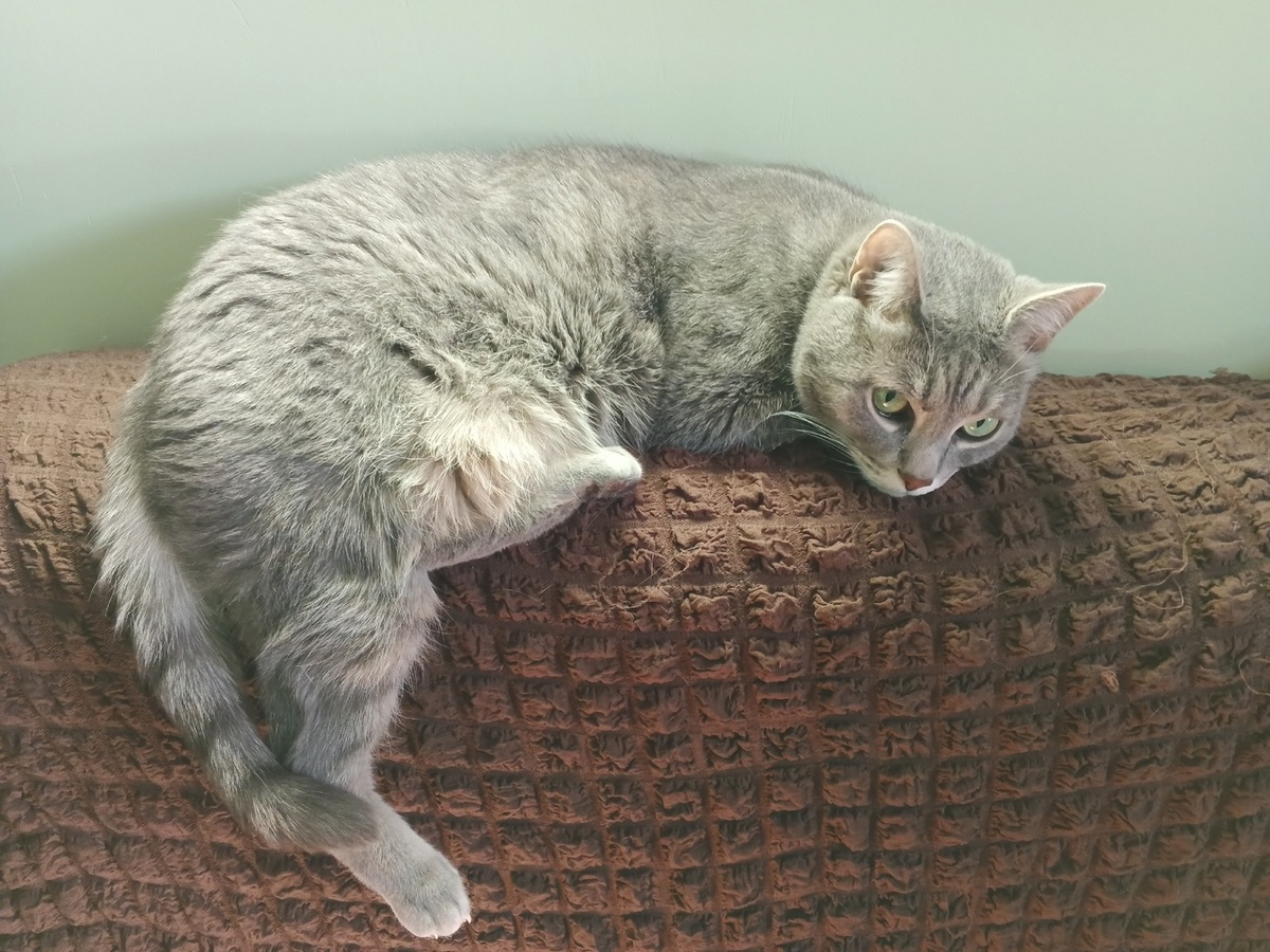 Котик загорает не сходя со своего дивана