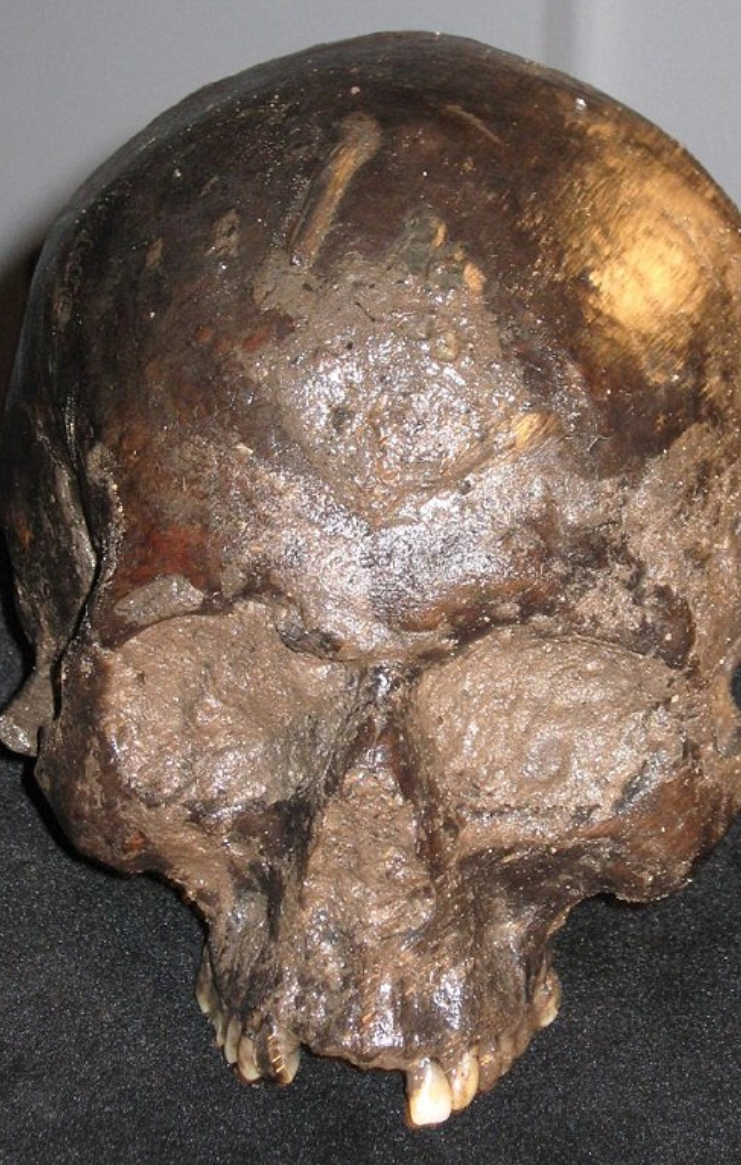Окаменевший череп. (Фото: chiefs.amazingunitedstate.com).