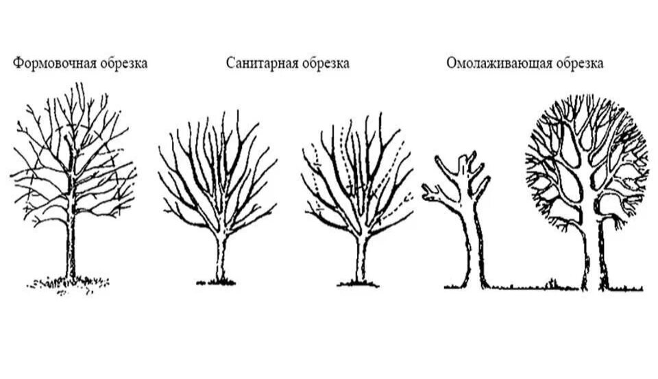 Обрезка деревьев и кустарников – старт сезона