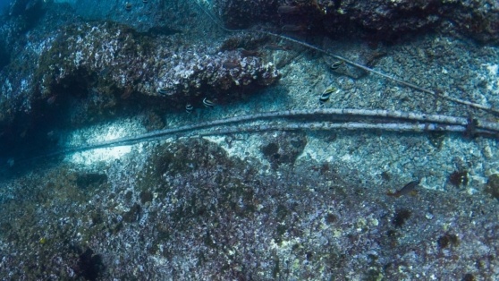    Резак для подводных кабелей создали в Китае ©Mayumi.K.Photography/Shutterstock/Fotodom