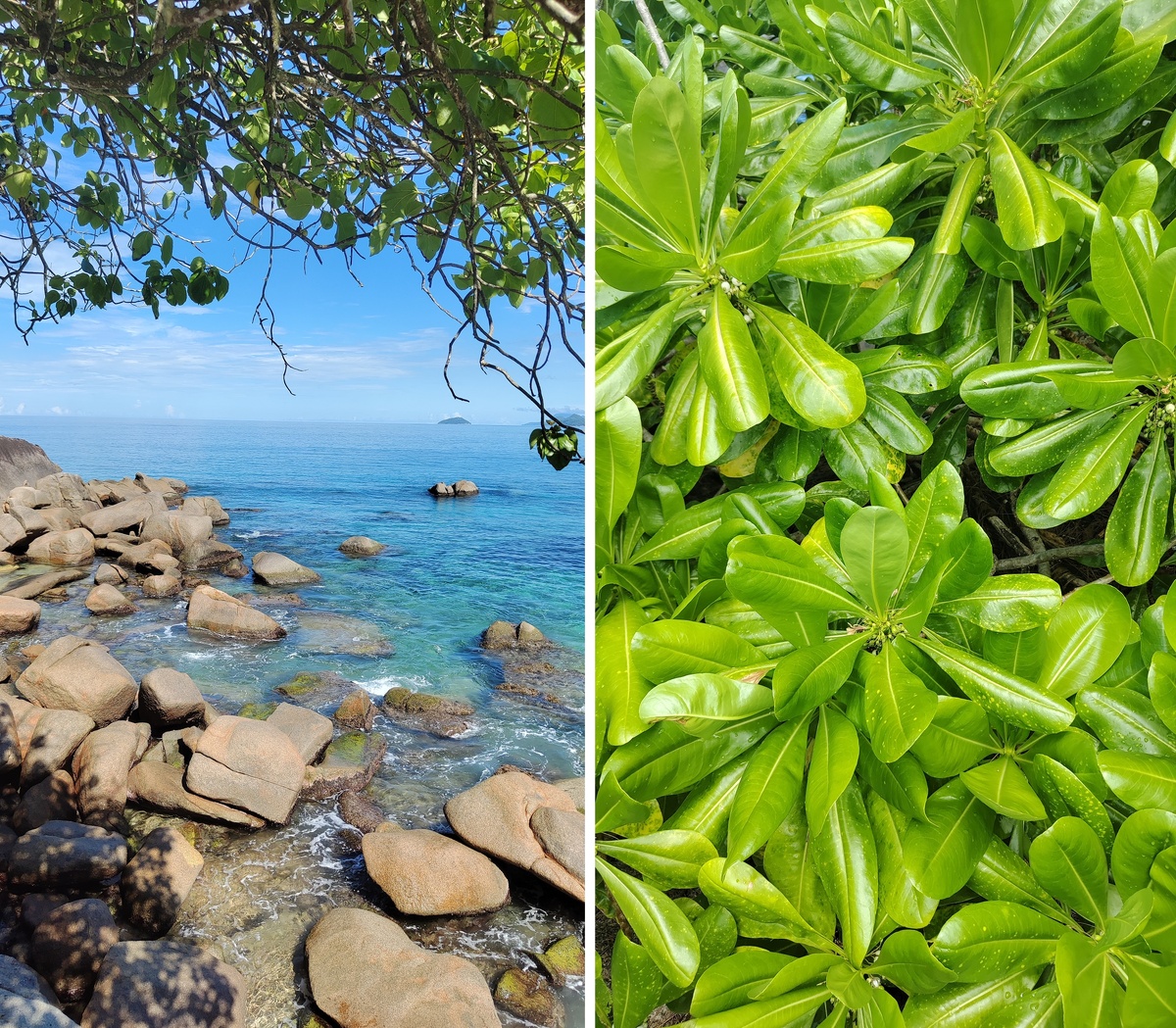 Природа Сейшел