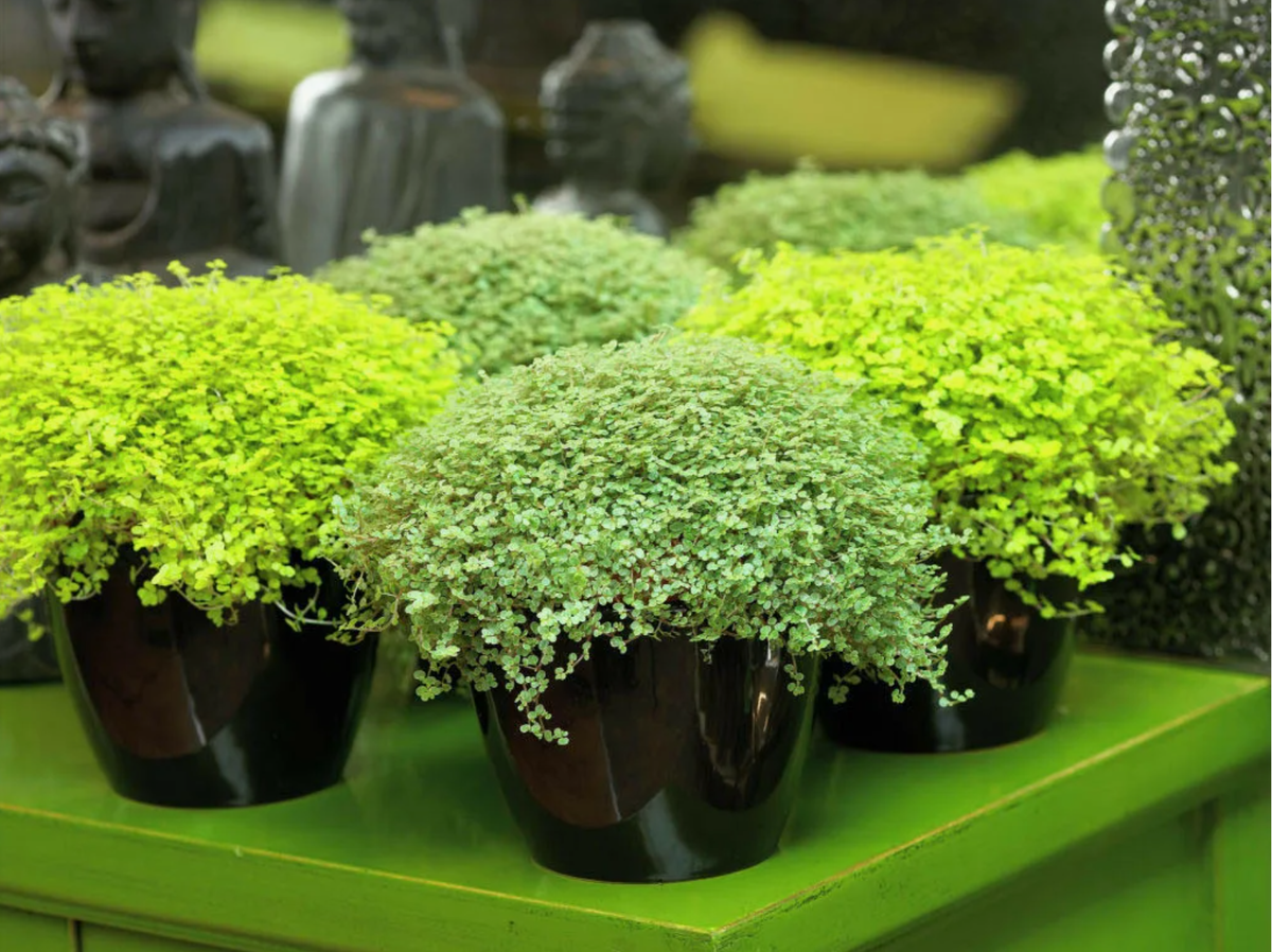 Источник фото: botanichka.ru