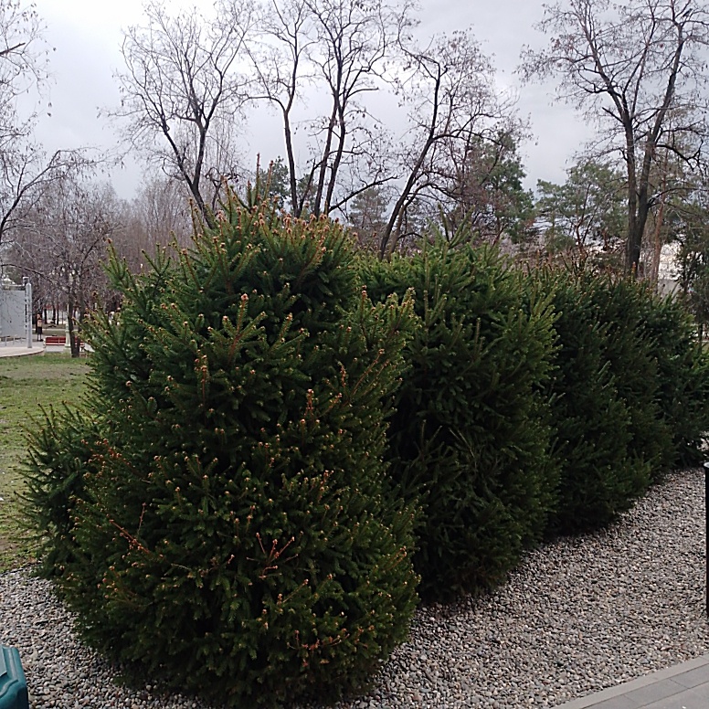 Ёлочки в парке