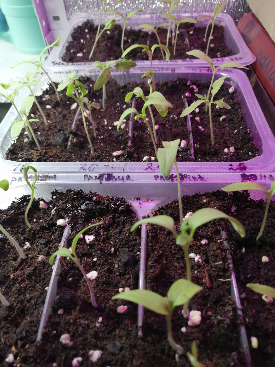 Петельки уже все выпрямились, и появились настоящие листья