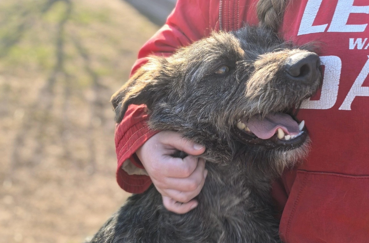 Волонтеры в приютах